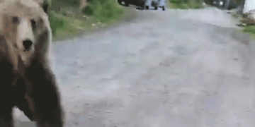 GIF of bearing rearing up.