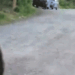 GIF of bearing rearing up.