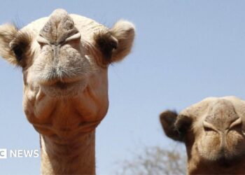 A close-up of a camel on the left with what looks like pursed lips as it arrives at at watering point during a drought near the Kenya-Ethiopia border. To the right out of focus is another camel.