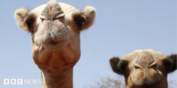 A close-up of a camel on the left with what looks like pursed lips as it arrives at at watering point during a drought near the Kenya-Ethiopia border. To the right out of focus is another camel.