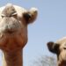 A close-up of a camel on the left with what looks like pursed lips as it arrives at at watering point during a drought near the Kenya-Ethiopia border. To the right out of focus is another camel.