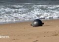 One of the six mysterious large silver spheres washed up on Forrest Beach in Queensland.
