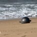 One of the six mysterious large silver spheres washed up on Forrest Beach in Queensland.