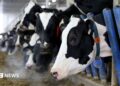 A line of black and white Holstein cows stick their head through blue gates to eat hay in a barn at a dairy farm.