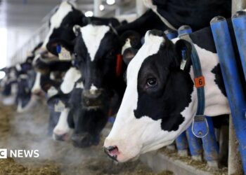 A line of black and white Holstein cows stick their head through blue gates to eat hay in a barn at a dairy farm.