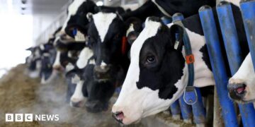 A line of black and white Holstein cows stick their head through blue gates to eat hay in a barn at a dairy farm.