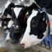 A line of black and white Holstein cows stick their head through blue gates to eat hay in a barn at a dairy farm.