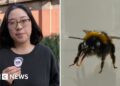 The BBC's Lana Lam in a split screen with a bee.