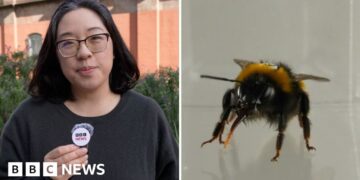 The BBC's Lana Lam in a split screen with a bee.