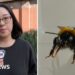 The BBC's Lana Lam in a split screen with a bee.