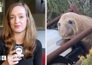 Split screen of BBC journalist Helen Livingston and Neil the seal