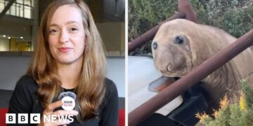 Split screen of BBC journalist Helen Livingston and Neil the seal