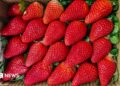 Large red strawberries in a box.