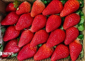 Large red strawberries in a box.