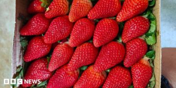 Large red strawberries in a box.