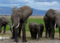 A family of elephants walking together in Amboseli National Park - 2018