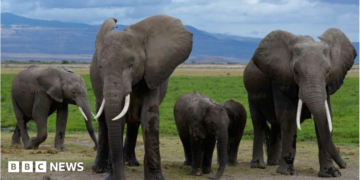 A family of elephants walking together in Amboseli National Park - 2018