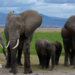 A family of elephants walking together in Amboseli National Park - 2018
