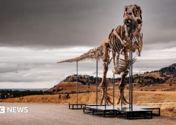 'Gus' the T. rex - an assembled skeleton of a T-Rex dinosaur standing on plinths - stands outside in the Badlands territory of South Dakota on a cloudy grey day against the backdrop of mountains and brown shrubland.