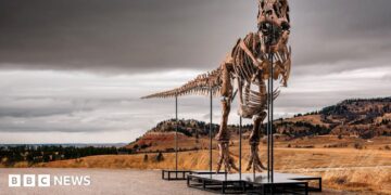 'Gus' the T. rex - an assembled skeleton of a T-Rex dinosaur standing on plinths - stands outside in the Badlands territory of South Dakota on a cloudy grey day against the backdrop of mountains and brown shrubland.