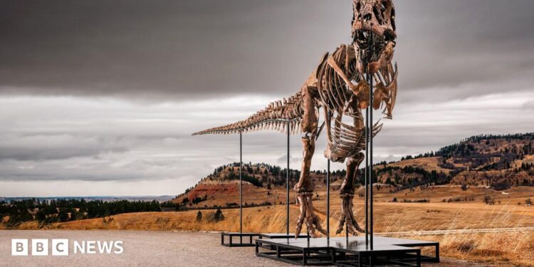 'Gus' the T. rex - an assembled skeleton of a T-Rex dinosaur standing on plinths - stands outside in the Badlands territory of South Dakota on a cloudy grey day against the backdrop of mountains and brown shrubland.