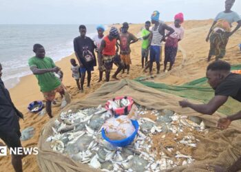 Fisherman on Sherbo Island in Sierra Leone stand around a net holding their latest catch