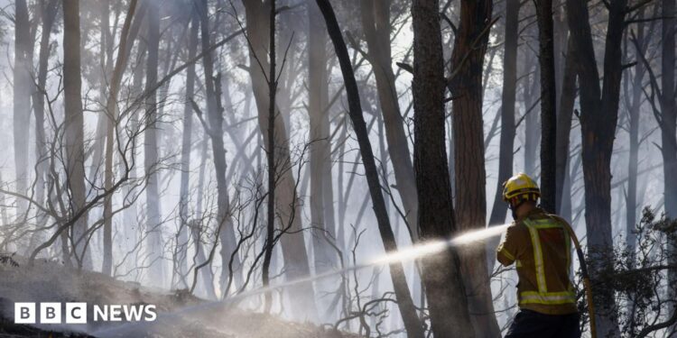 A firefighter sprays water on fire in a forest in Spain