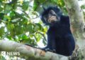 A monkey on the branch of a tree, monkey has black fur and a black face with particularly striking pinkish-orange lips.