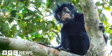 A monkey on the branch of a tree, monkey has black fur and a black face with particularly striking pinkish-orange lips.