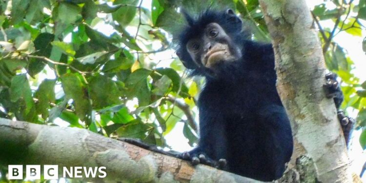 A monkey on the branch of a tree, monkey has black fur and a black face with particularly striking pinkish-orange lips.