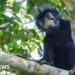 A monkey on the branch of a tree, monkey has black fur and a black face with particularly striking pinkish-orange lips.