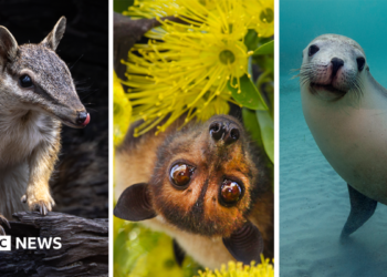 Clockwise from top left - Australian Flying Fox, Numbat, Mary River Turtle, Australian Sea Lion, Regent Honeyeater, Gilbert's Potoroo, Carnaby's Black Cockatoo