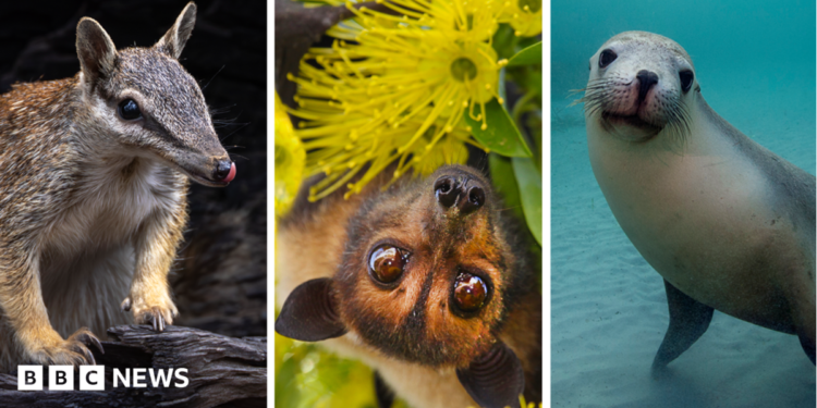 Clockwise from top left - Australian Flying Fox, Numbat, Mary River Turtle, Australian Sea Lion, Regent Honeyeater, Gilbert's Potoroo, Carnaby's Black Cockatoo