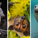 Clockwise from top left - Australian Flying Fox, Numbat, Mary River Turtle, Australian Sea Lion, Regent Honeyeater, Gilbert's Potoroo, Carnaby's Black Cockatoo
