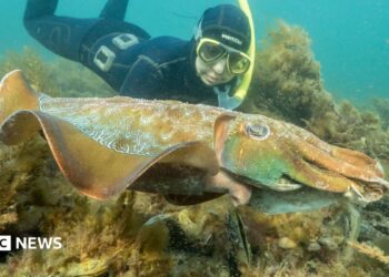 A diver swimming behind a giant Australian cuttlefish