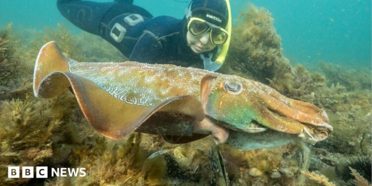 A diver swimming behind a giant Australian cuttlefish