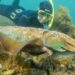 A diver swimming behind a giant Australian cuttlefish