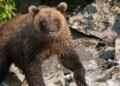 Brown bear looks for salmon along the shore of Lake Crescent.