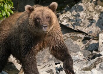 Brown bear looks for salmon along the shore of Lake Crescent.