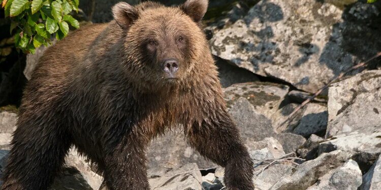 Brown bear looks for salmon along the shore of Lake Crescent.