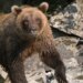 Brown bear looks for salmon along the shore of Lake Crescent.