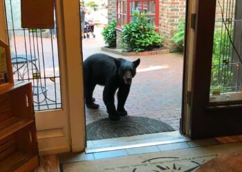Joshua Card first spotted the bear standing near the entrance of the tea shop before the animal ventured farther inside.
