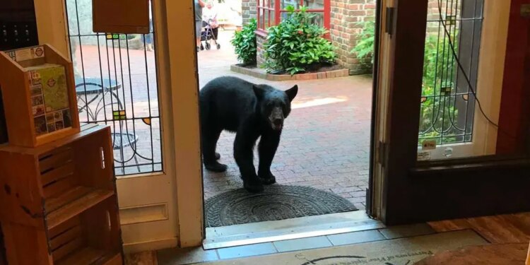 Joshua Card first spotted the bear standing near the entrance of the tea shop before the animal ventured farther inside.