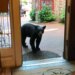 Joshua Card first spotted the bear standing near the entrance of the tea shop before the animal ventured farther inside.