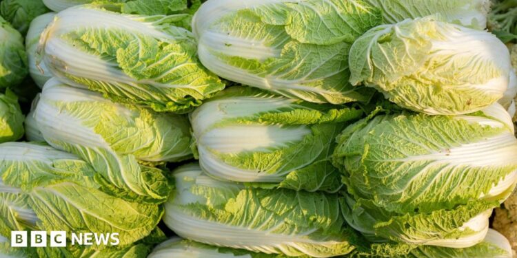 Green cabbages