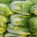 Green cabbages