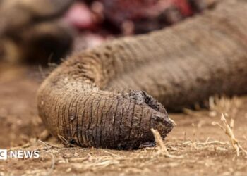 A close up shot of Genghis Khan's trunk lying draped and lifeless on dusty, dry ground