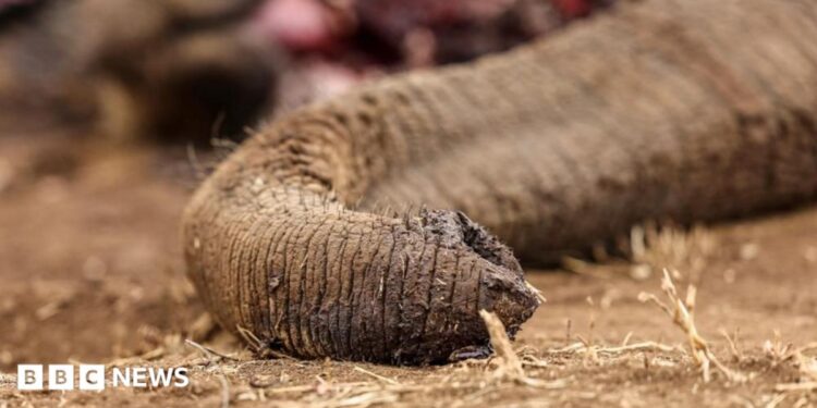 A close up shot of Genghis Khan's trunk lying draped and lifeless on dusty, dry ground