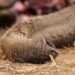 A close up shot of Genghis Khan's trunk lying draped and lifeless on dusty, dry ground