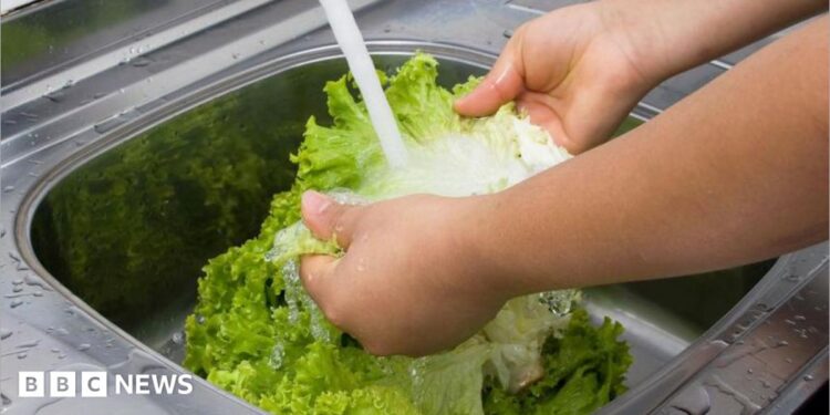 A person washing lettuce under running water.